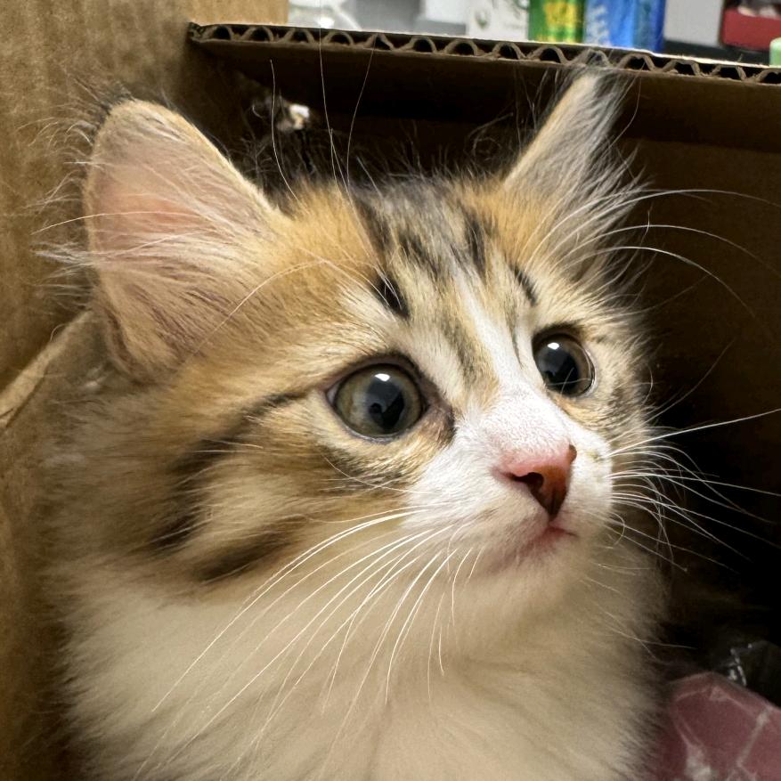 炸弹土豆是犟种🧸