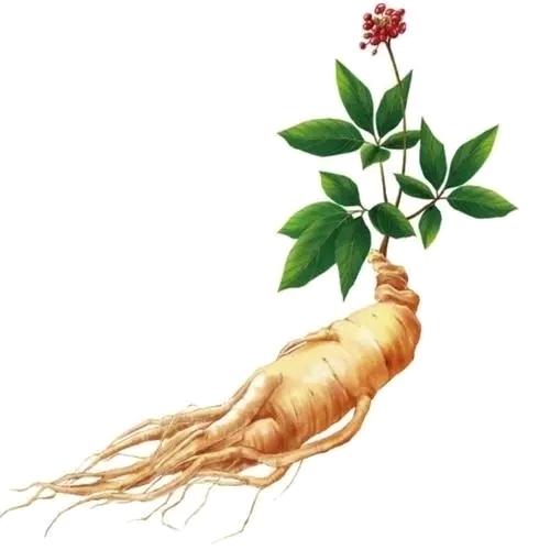 本草经