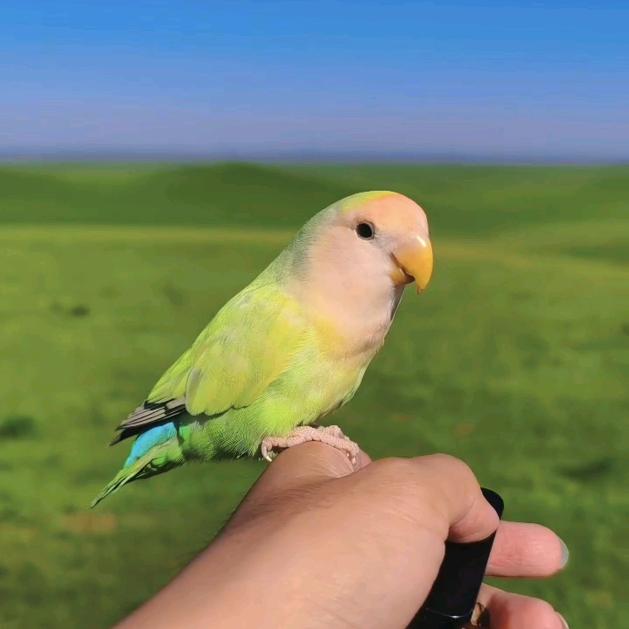风之极