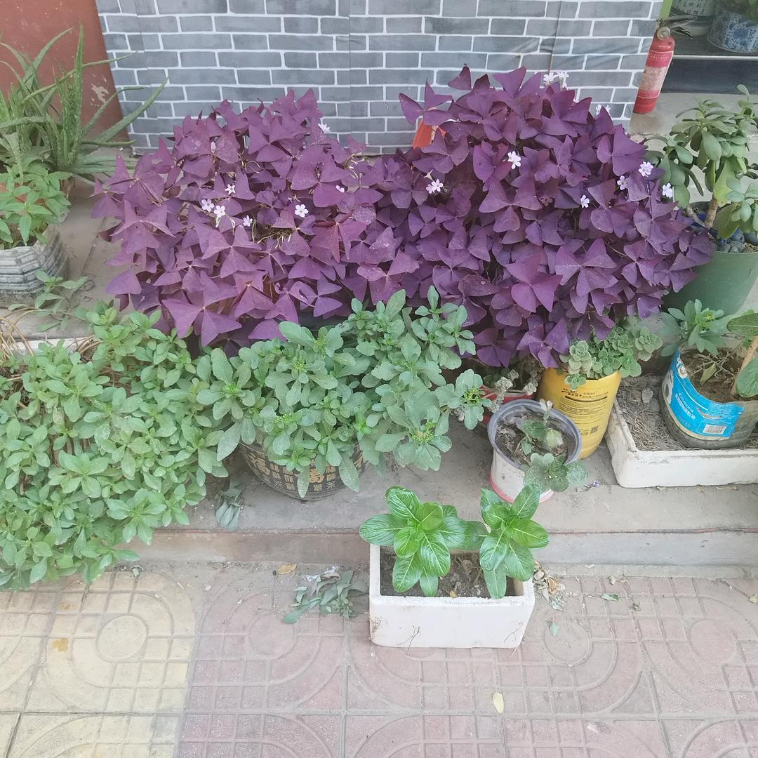陶四姐