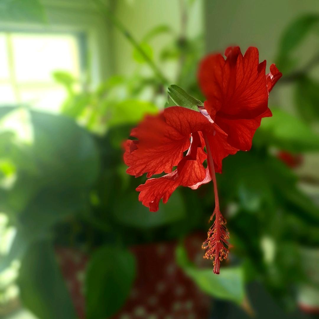 🌹再吐娜🌹