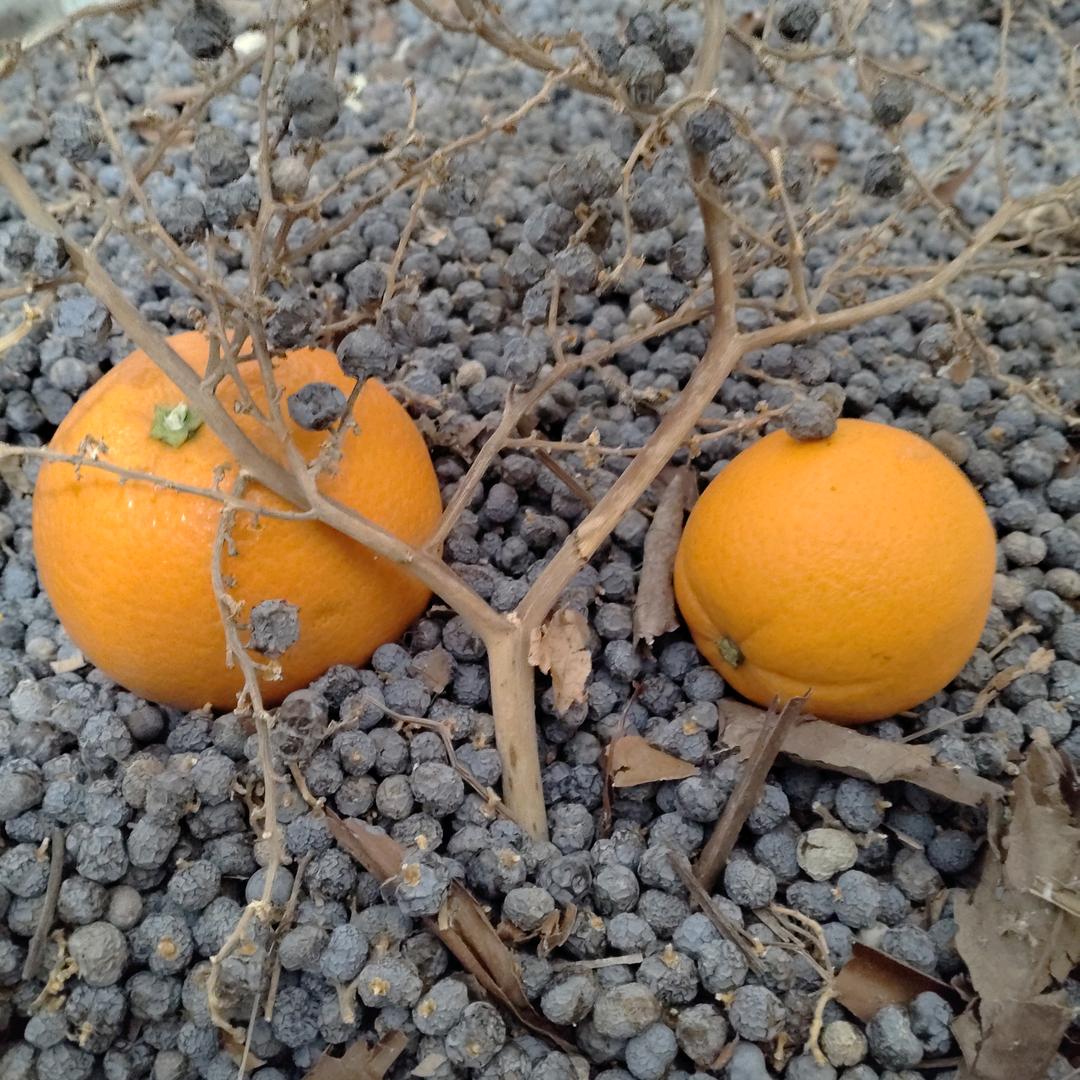 来自田间第一人