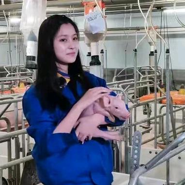 六姐养猪