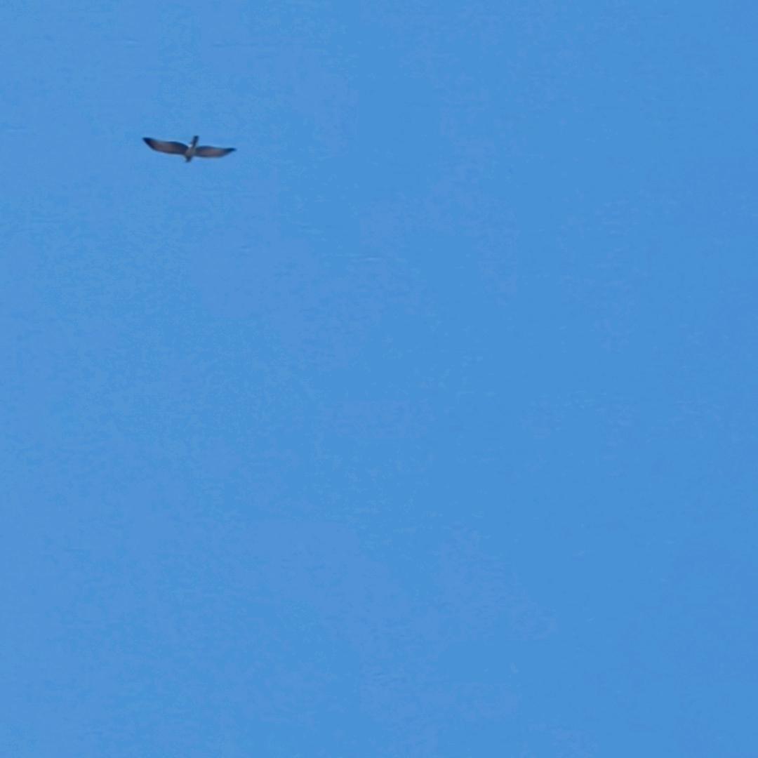 lmd
