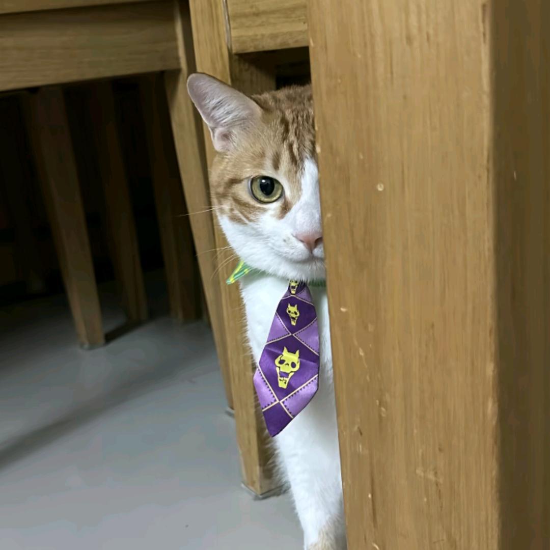 至臻暗夜超神铃铛狗