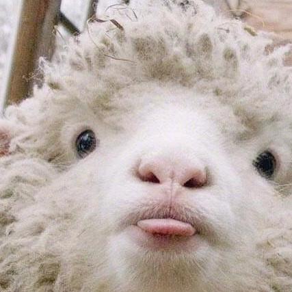 slow sheep.