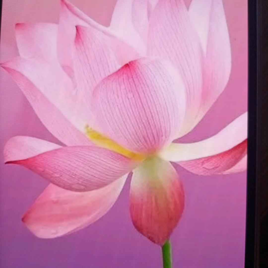 心如莲花