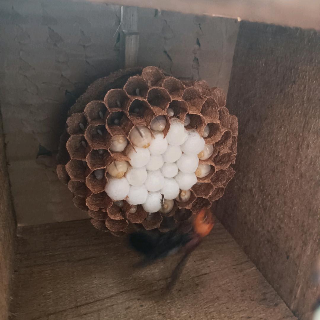兰顺胡蜂养殖(蜂蛹收售)