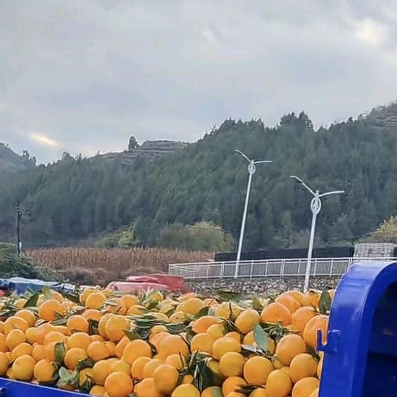 （水果搬运工）zcl