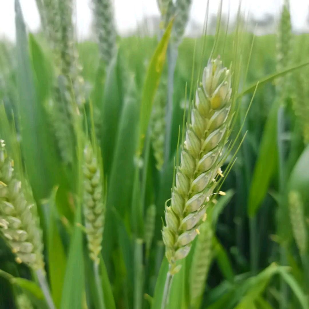 全丰李老师讲大田