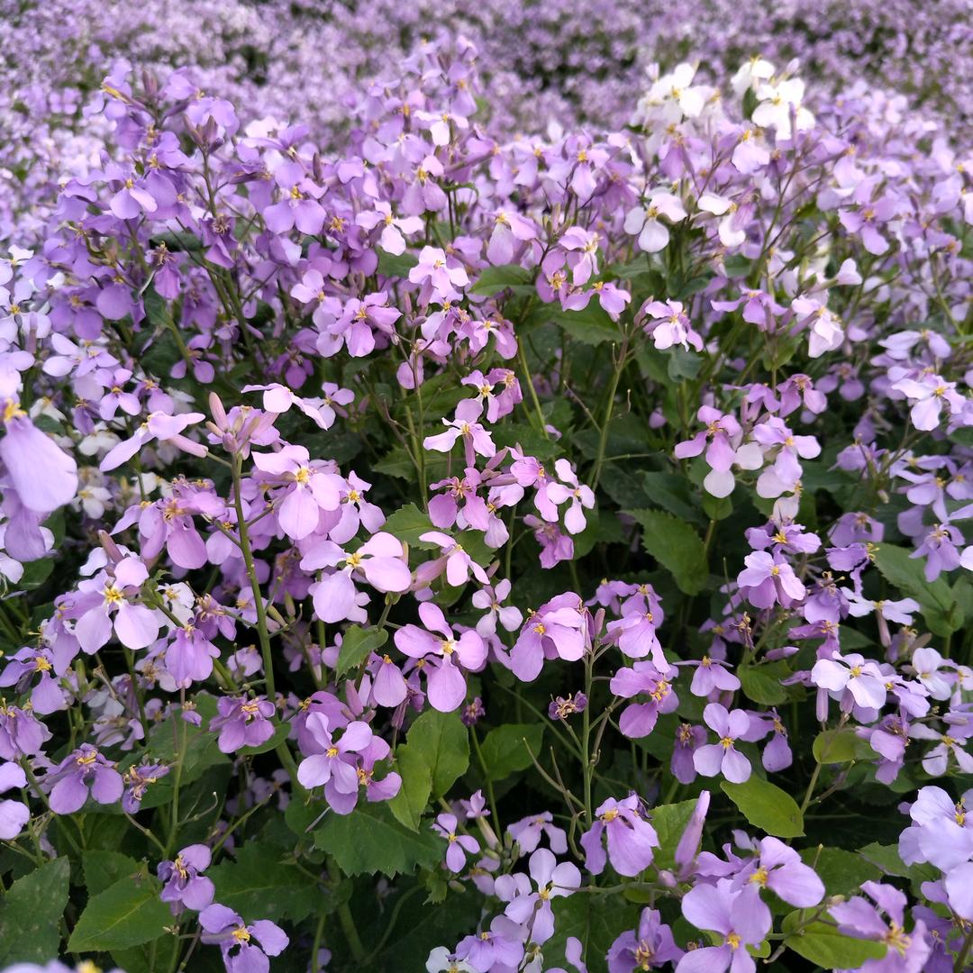 星旭然然首播