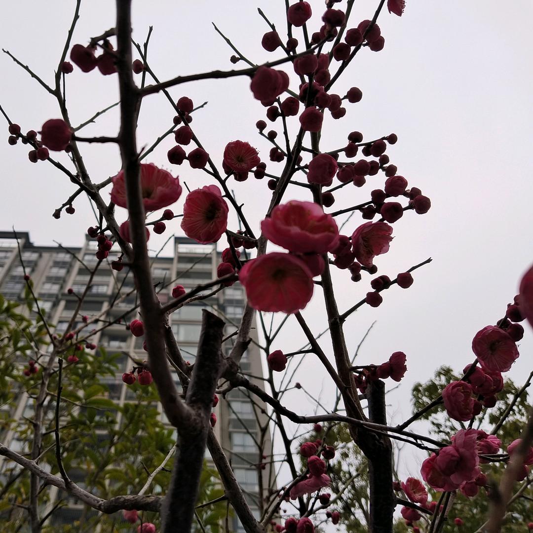 ღ᭄ℋღ᭄幽兰🍒烟雨᭄梦