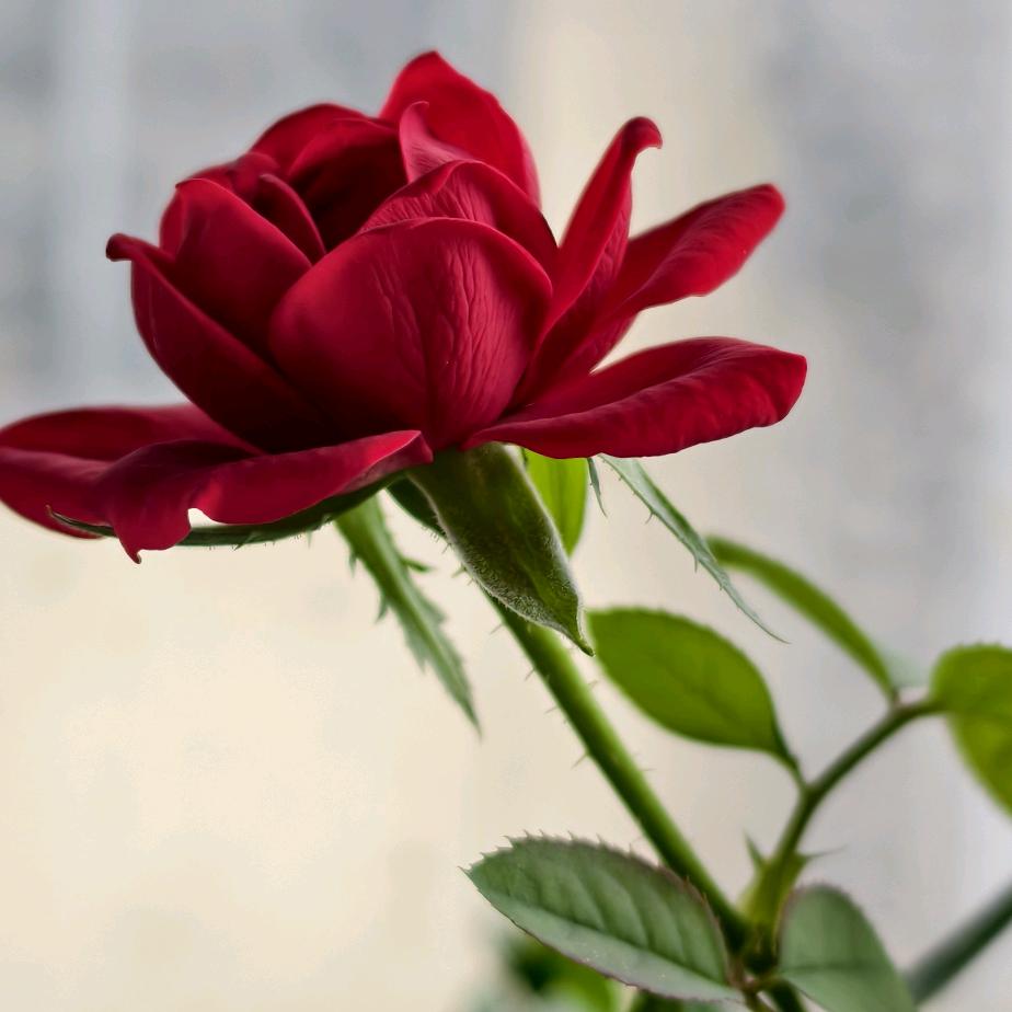 🥀ꦿ余生ღ᭄勿ꦿ꯭扰᭄💞