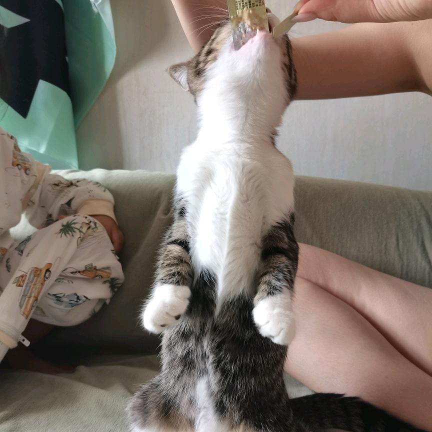 🐱大老板