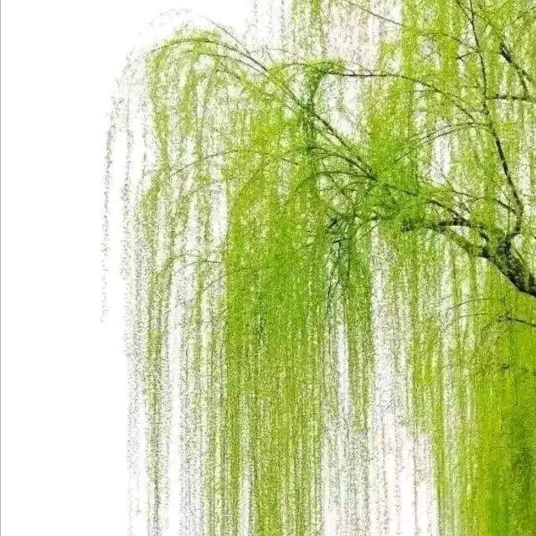 🥀ꕥ᭄淡然若水ꦿ໊ོﻬ°