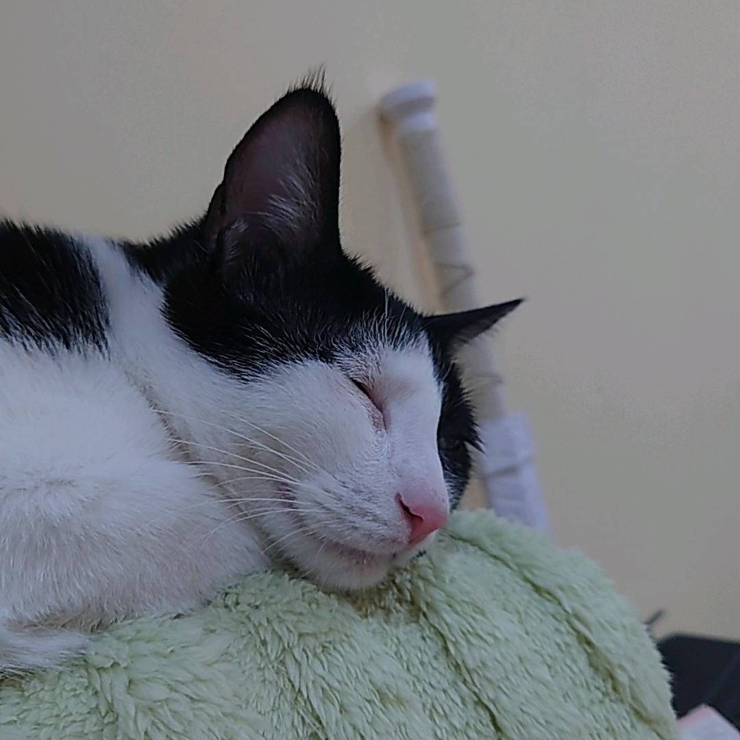 游戏姥的猫搭子