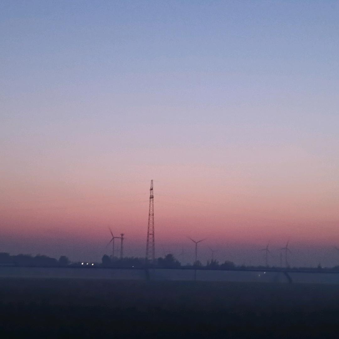 济南商河白桥大青稞蒜种基地，大棚芹菜