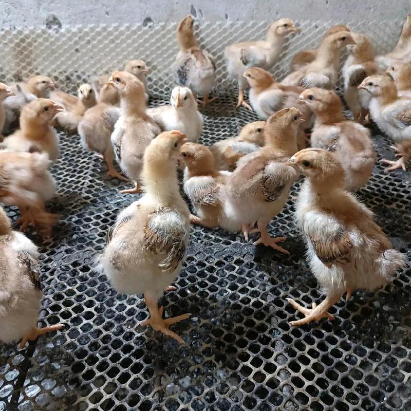 株洲市芦淞区梓煜禽苗商行