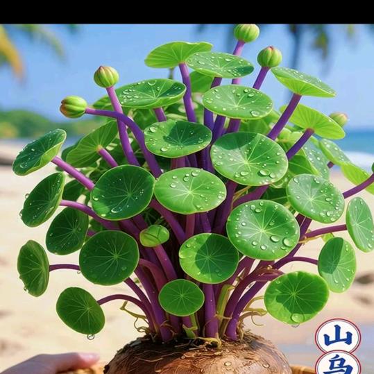 、珍珍