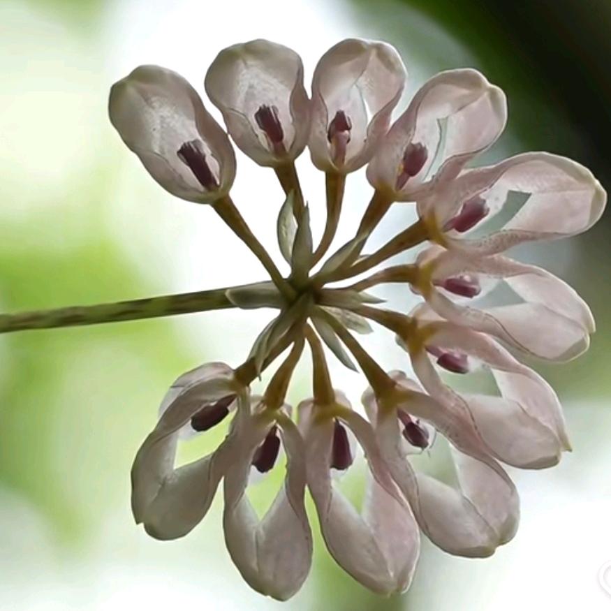 香家小公子