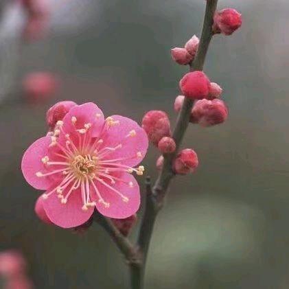 紫百合