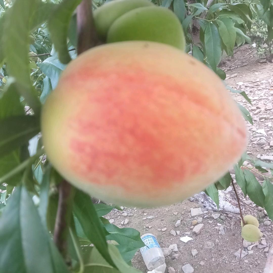 无名果