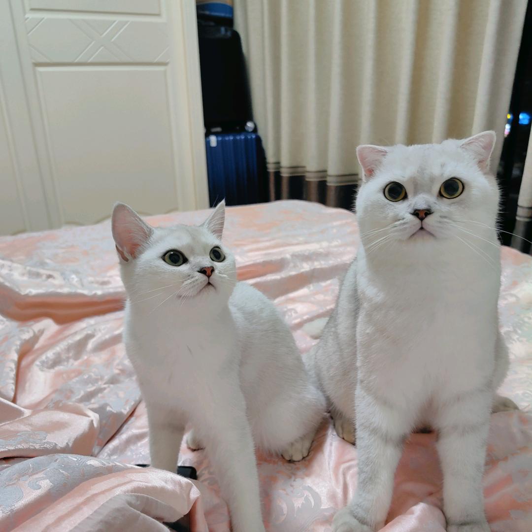 笑笑的汤圆猫