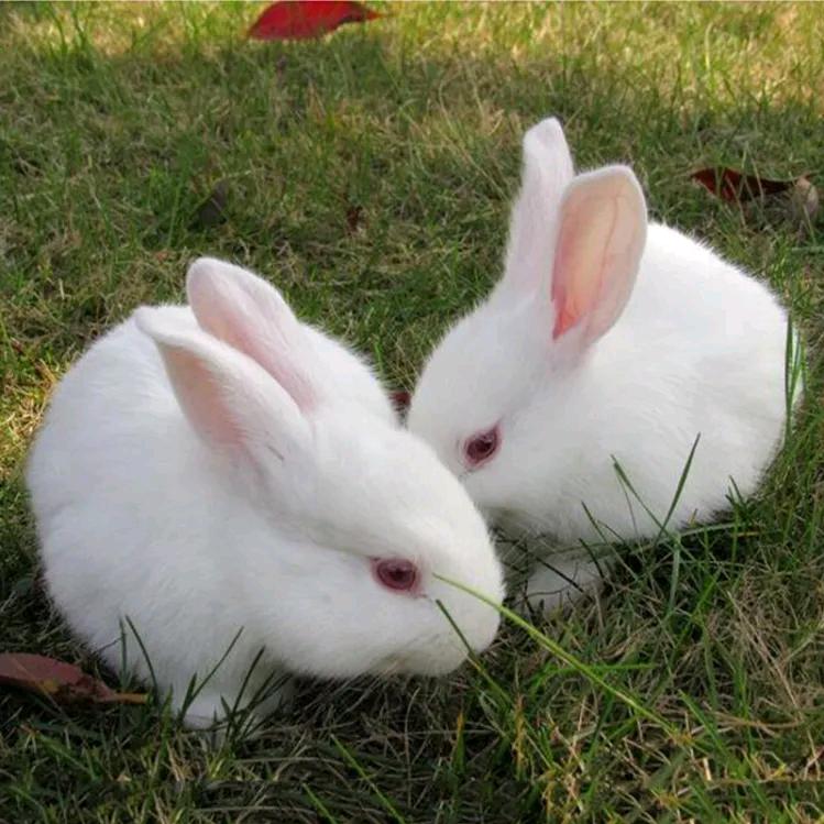 聚之源兔业养殖基地