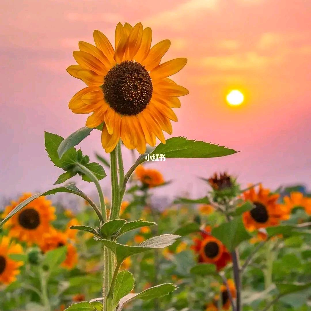 向日葵🌻开过^O^