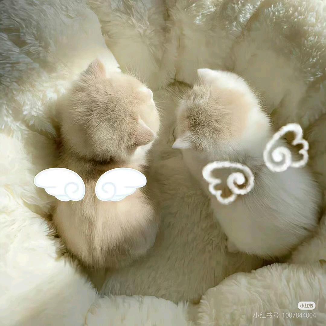 可儿