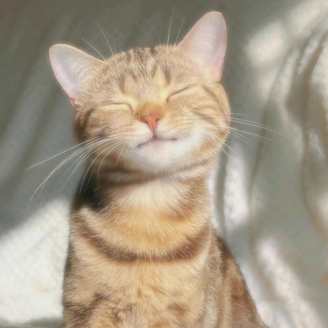 小陈开摆了🍋