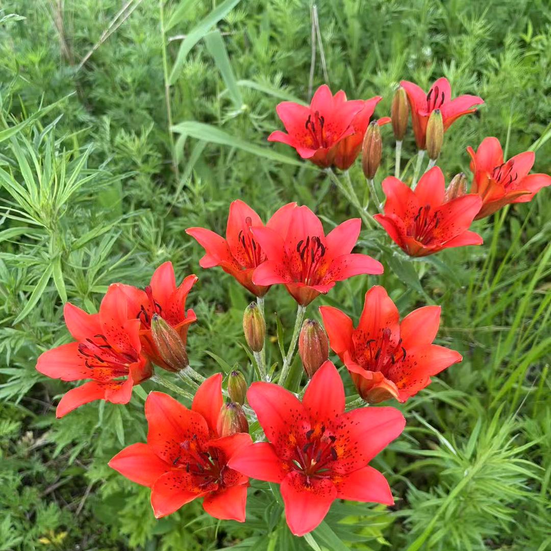 今生我在修佛缘