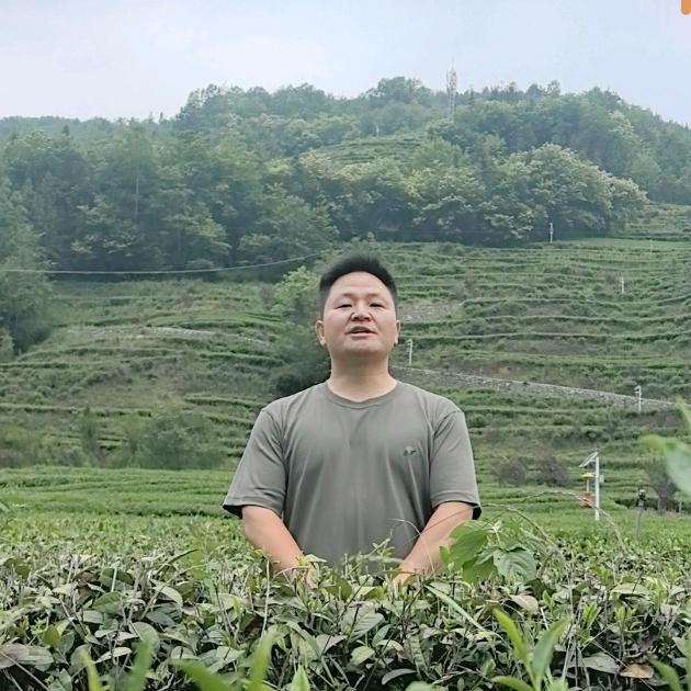 秦巴兵哥茶