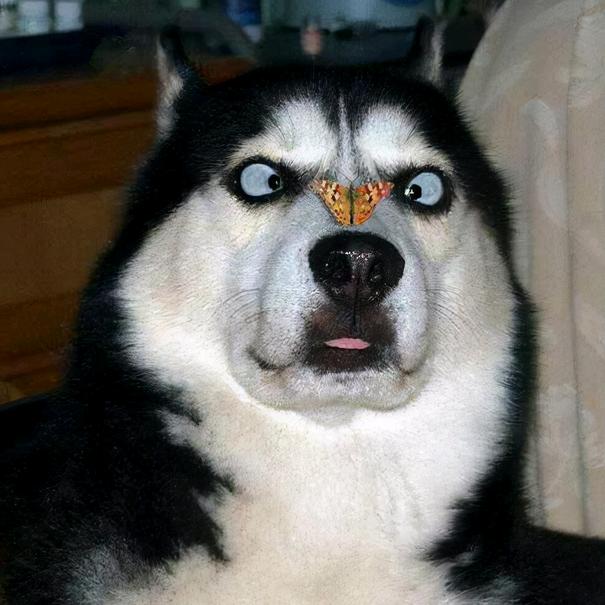 迪士尼在逃2⃣️🐶