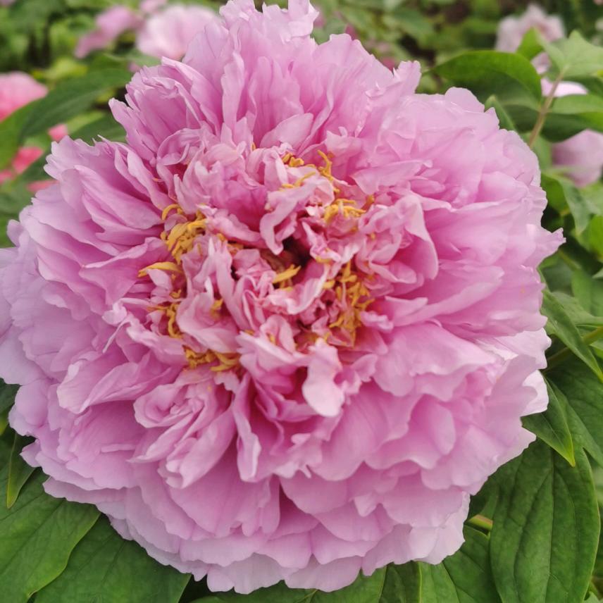 花花