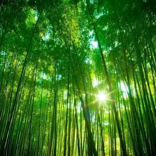 桠柠