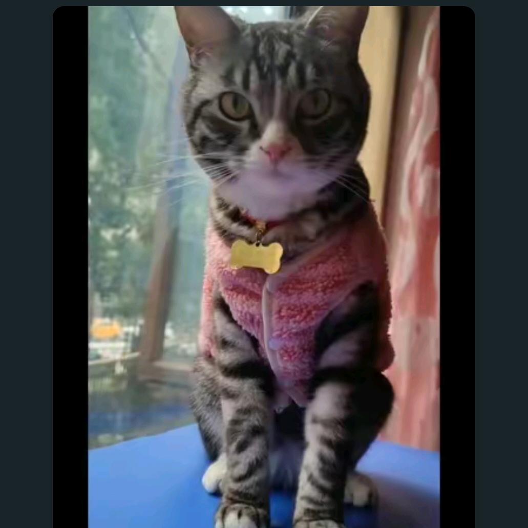 @糕糕是只猫🐱