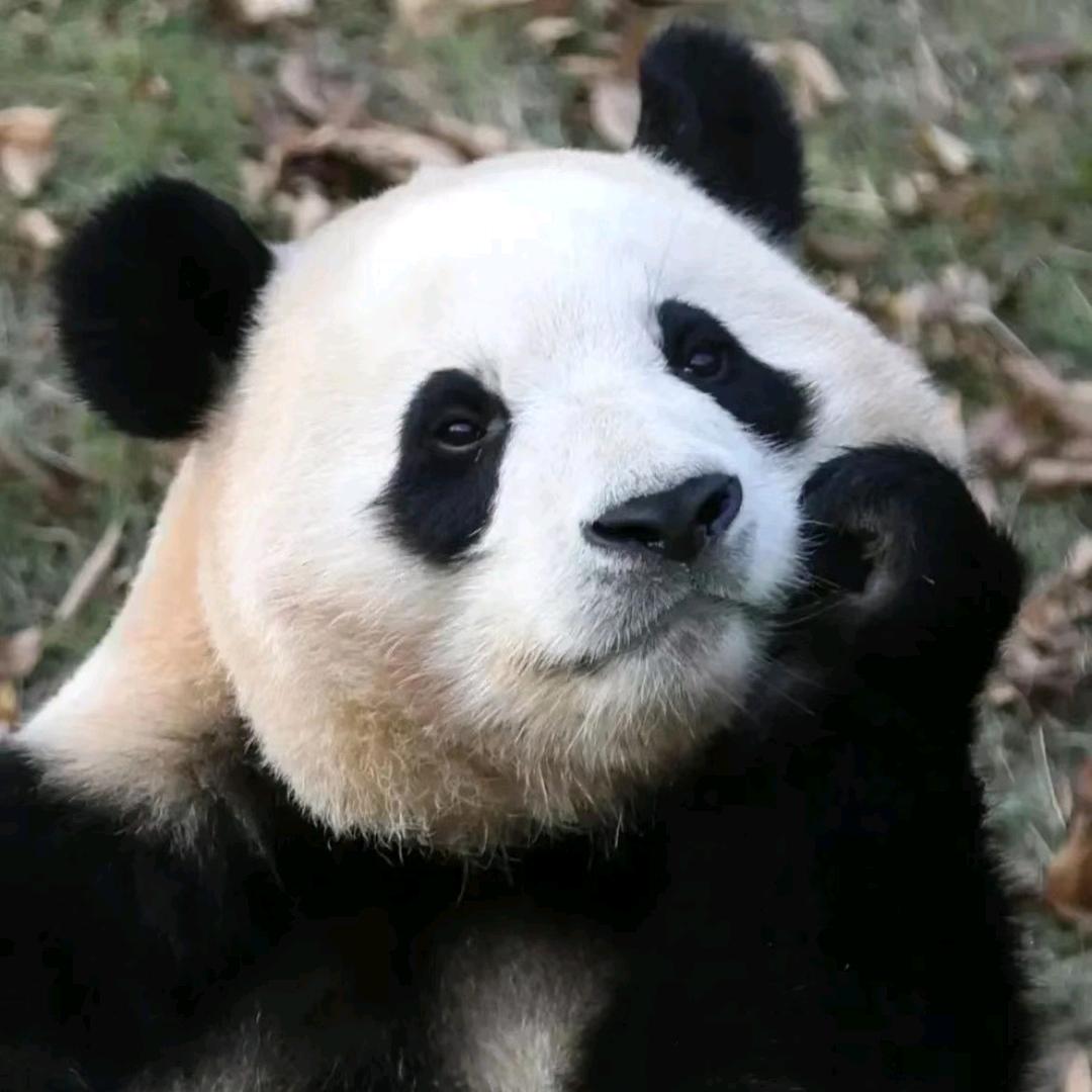 ᰔᩚ᭄心想💞ℛ事陈꧔ꦿᩚ࿐🕊