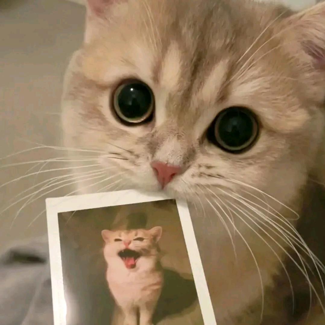 pretty cat