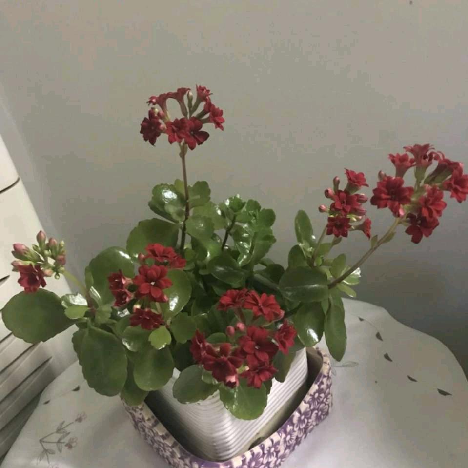 美声《手机摄影》