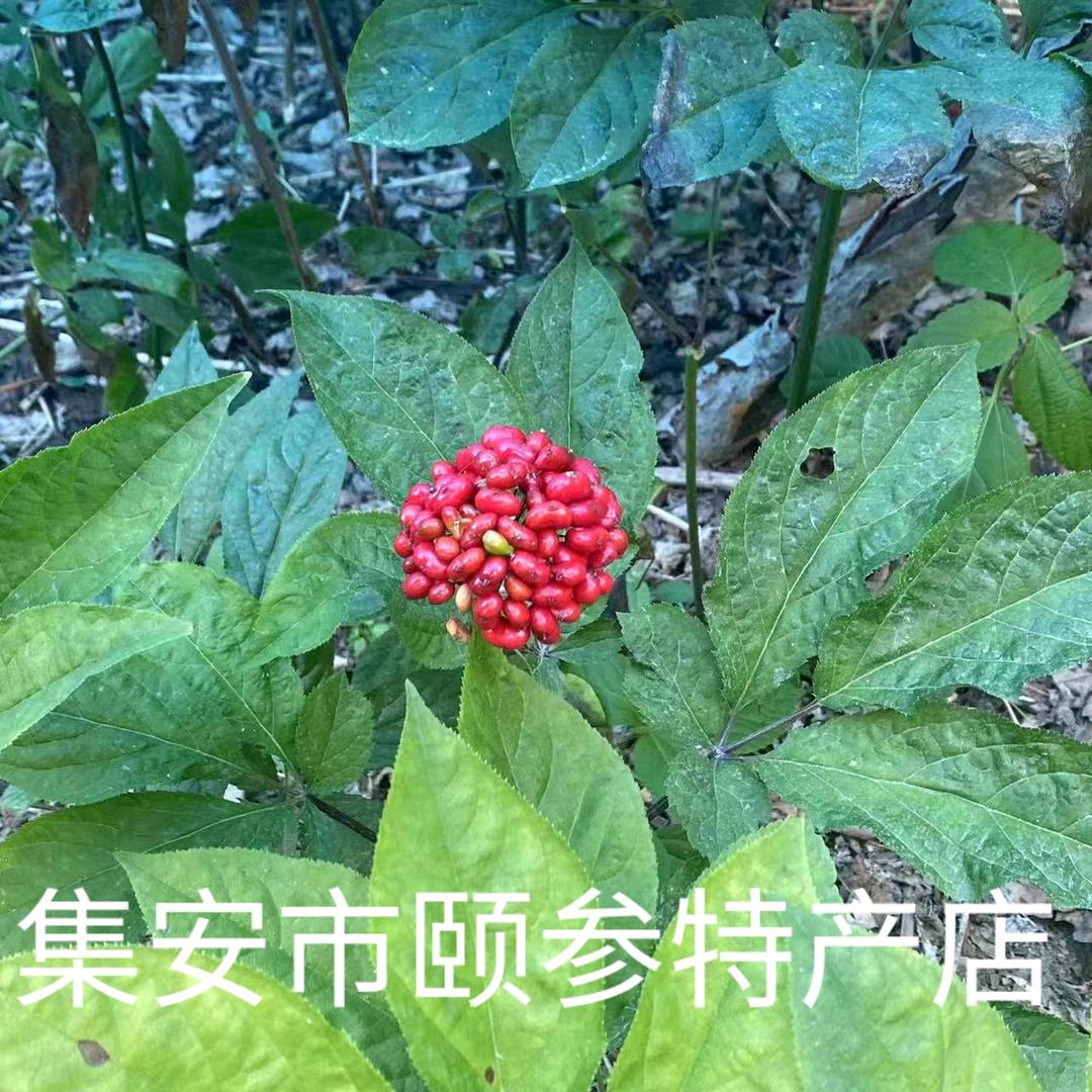 集安市颐参农产品