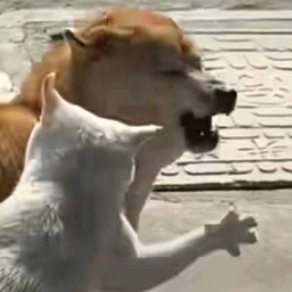 朱儿宠阿巴阿巴