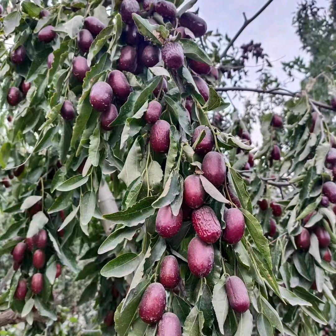 新疆正宗灰枣种植