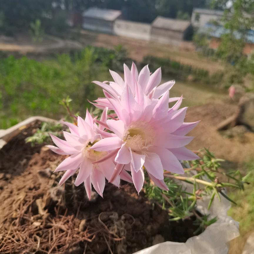 🌺🍭赵夕相伴🍎🍭