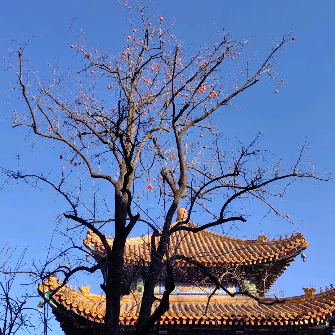 定义为人的生物