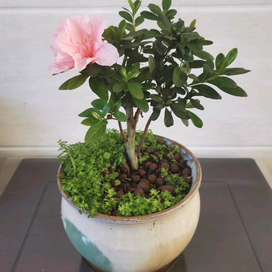 安然自若🌻