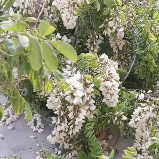 我是菜菜