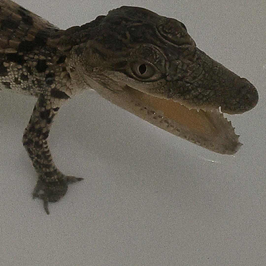 爱看小伙的周大姐