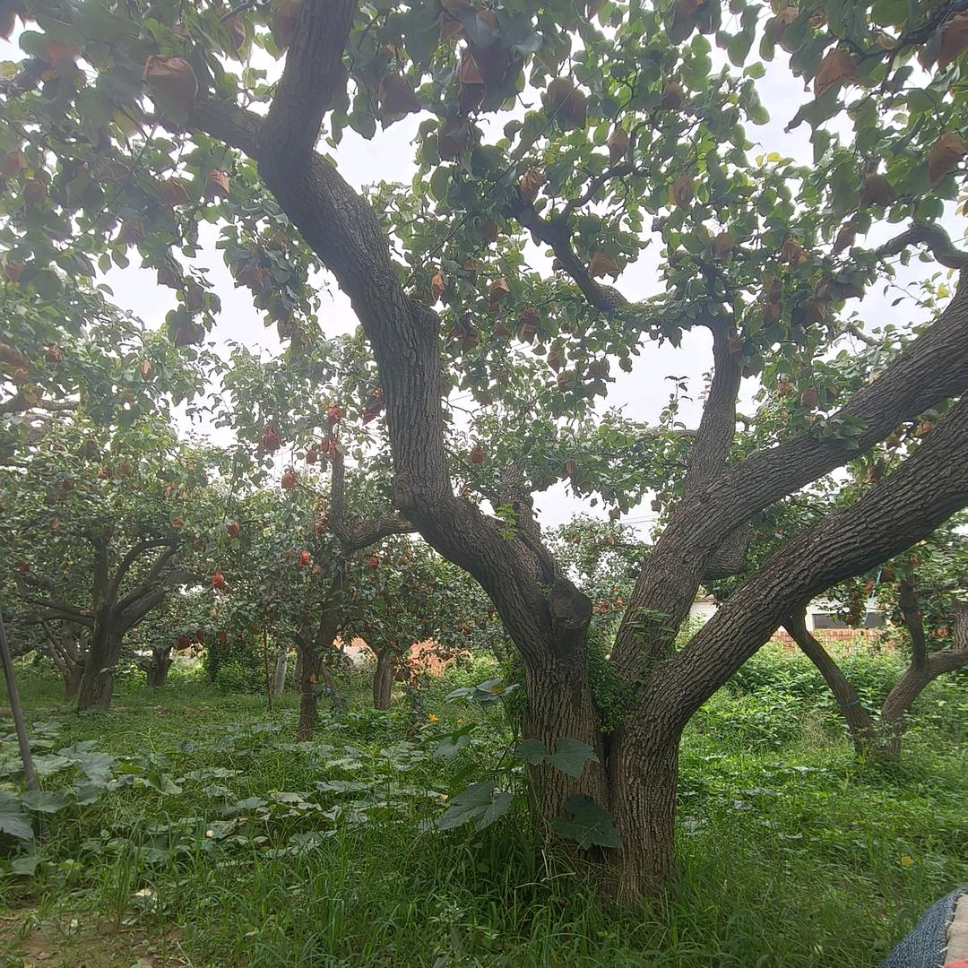 晨尚鲜果