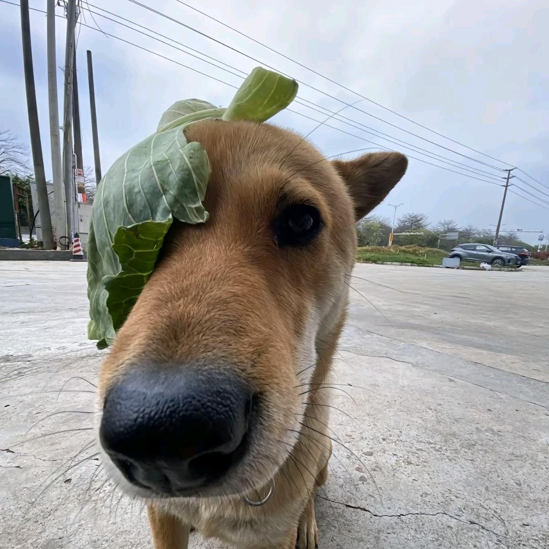 弄弄儿